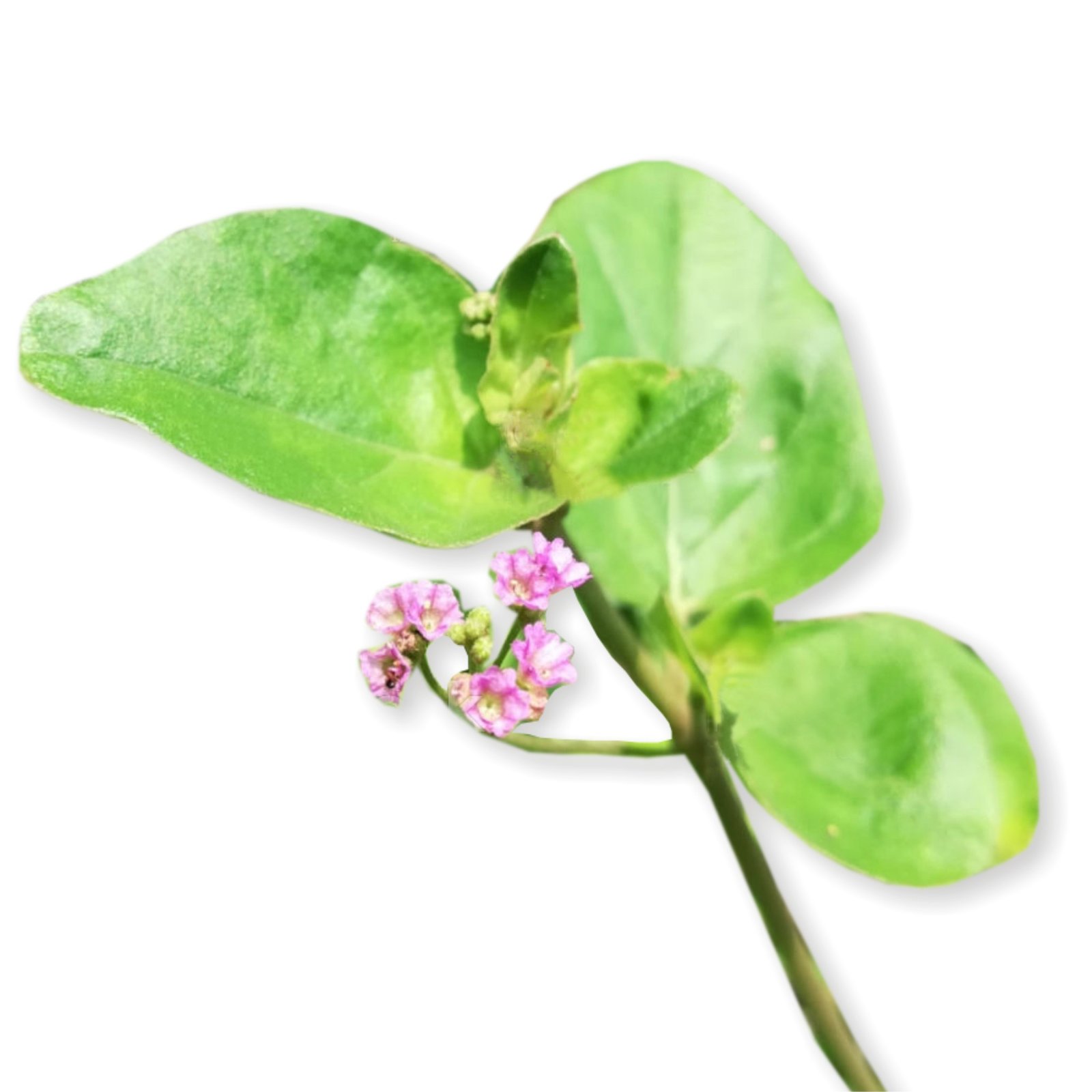 Punarnava (Boerhaavia diffusa) image