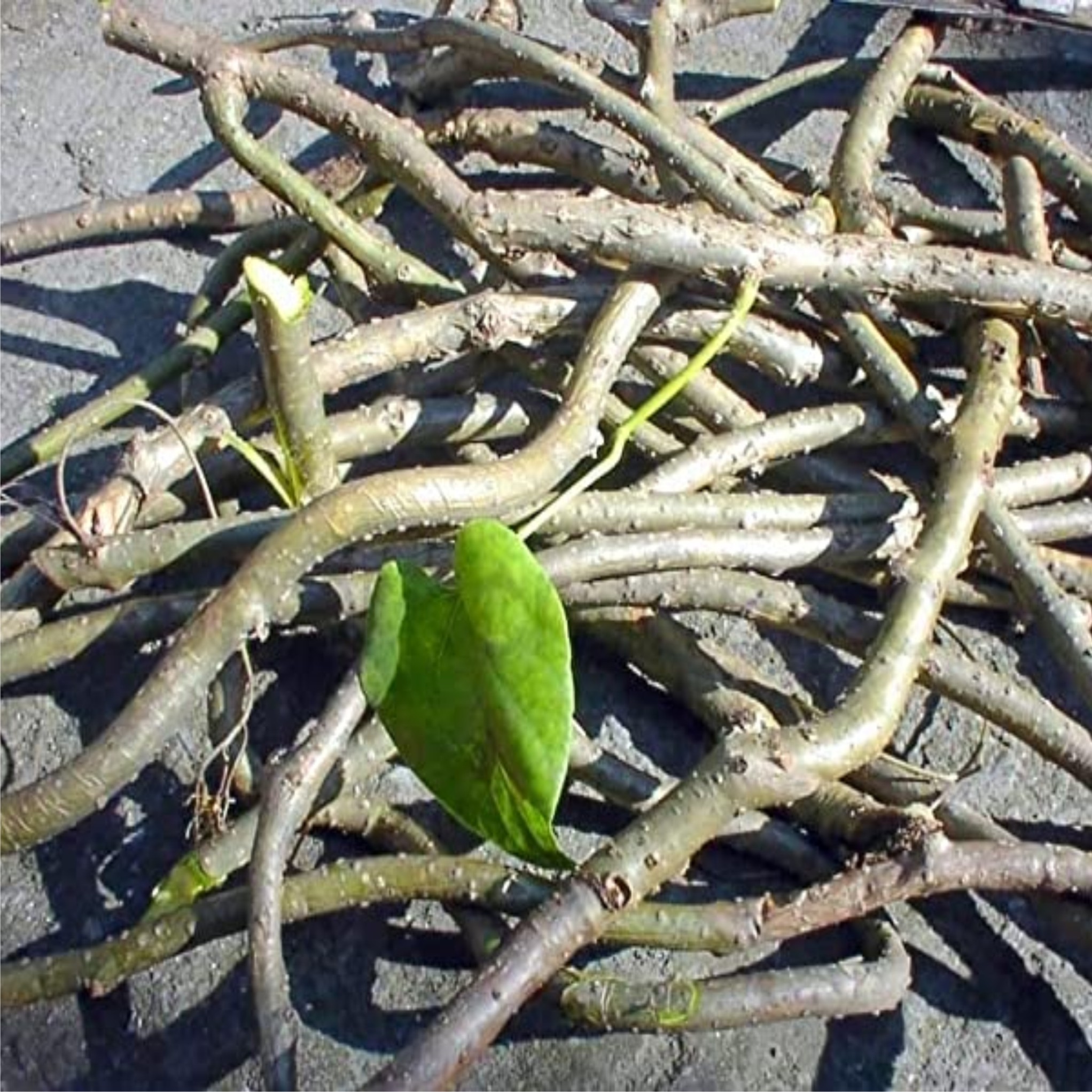 Tinosporacordifolia (giloy) Image