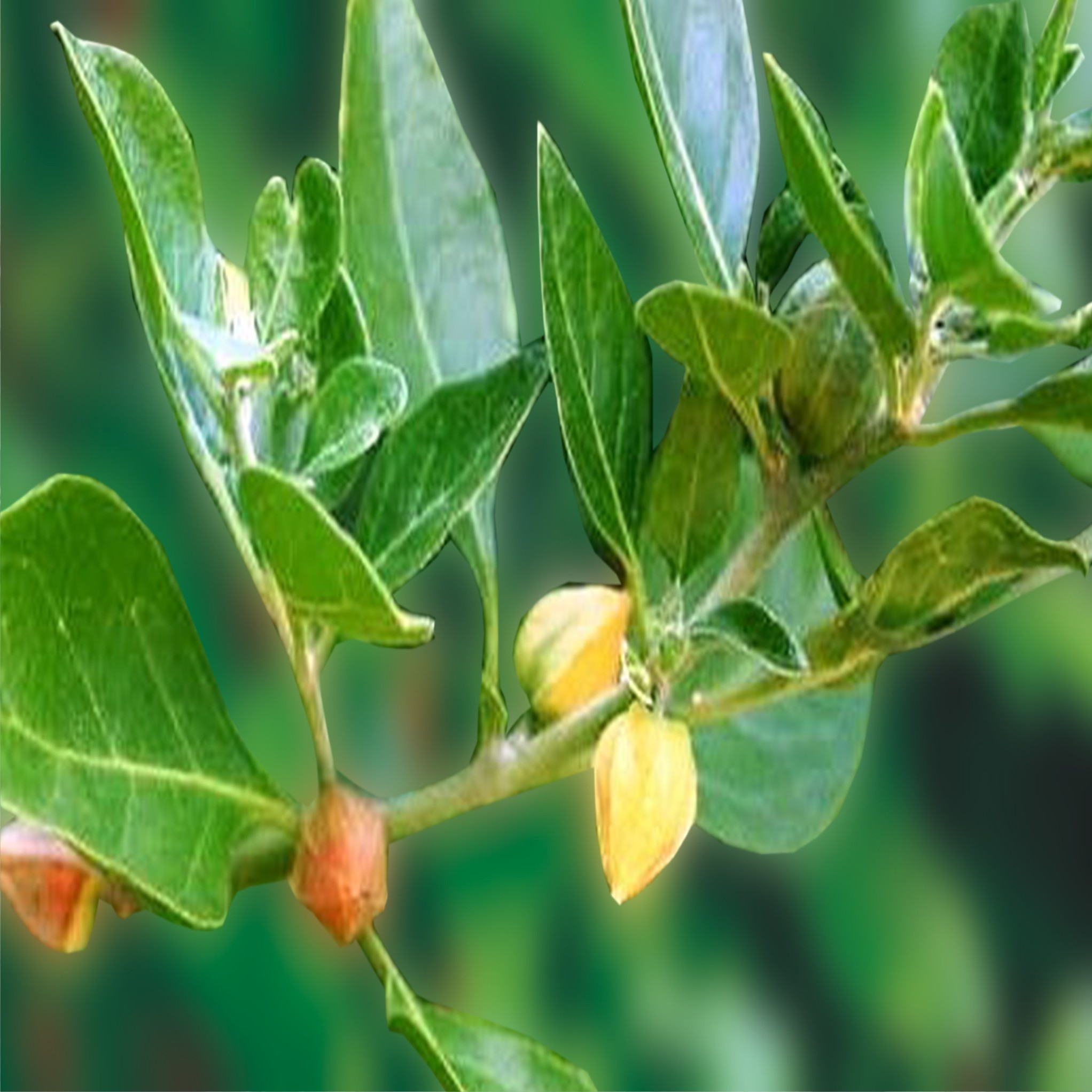 Withania sominifer (Ashwagandha) Image