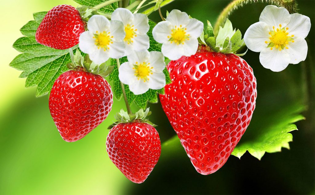 Starwberries with Plant Image